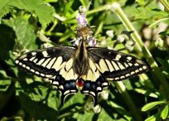 Photograph of a swallowtail butterfly by Chris Warton